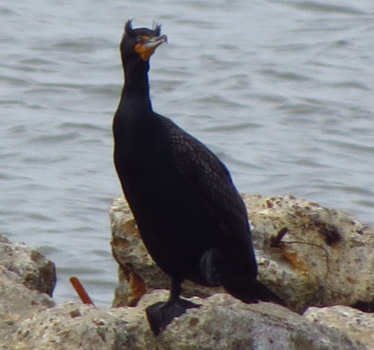 Double-crested Cormorant Galveston 3_19_2014